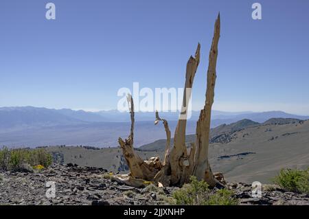 old dead bristlecone pine tree remains on the side of County Line Hill in the White Mountains near Bishop California