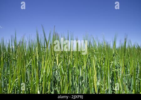 detail of a green wheat field with blue sky above Stock Photo