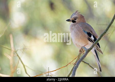 An adult Eurasian jay (Garrulus glandarius) perched on a branch with amazing colors. Stock Photo
