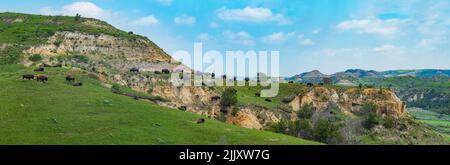 A herd of bison rest on a ledge that is overlooking a vast landscape at Theodore Roosevelt National Park in North Dakota on a summer day. Stock Photo