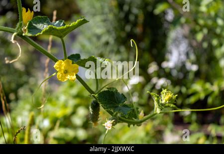 Blooming with yellow flowers cucumber on a branch. Young juicy plant cucumber with yellow flowers.  Stock Photo