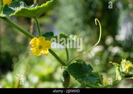 Cucumber branch with yellow flowers fnd small juicy fruits Stock Photo