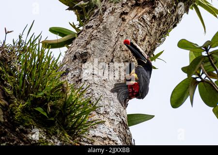 Collared aracari feeding his chick high up on a tree Stock Photo