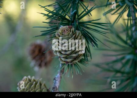 Pine cones on branches. Brown pine cone of pine tree. Growing cones close up. Larch cones growing in row on branch with needles Stock Photo
