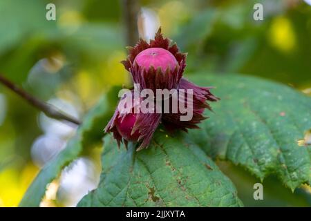 Red hazelnut nuts on tree branches in summer. Harvest in the garden. Stock Photo