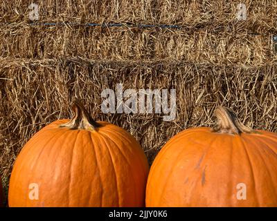 Two orange pumpkins in front of a Hay texture background Stock Photo