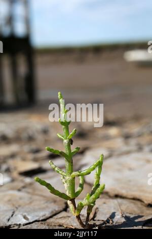 Salicorn, sea bean growing wild. Stock Photo