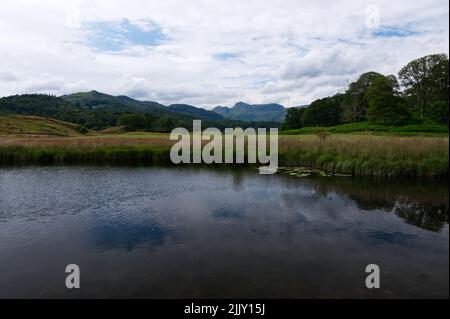In the far distance, the Langdale Pikes, from Elterwater, Langdale, Lake District National Park, England. Stock Photo