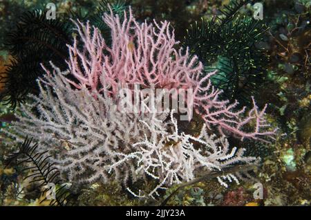 Knotted Fan Coral, Melithaea sp., Melithaeidae, Anilao, Batangas, Philippines, Indo-pacific Ocean, Asia Stock Photo