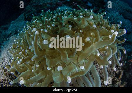 Mushroom Coral, Heliofungia actiniformis, Fungiidae, Anilao, Batangas ...