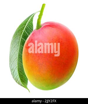 One red green mango hanging on a branch with leaf isolated of white background Stock Photo