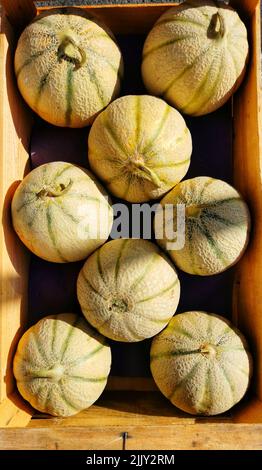 Top view of a French melons in the wooden box with the rays of the sun Stock Photo