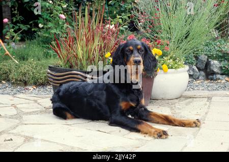 Gordon Setter laying on patio near flower pot Stock Photo