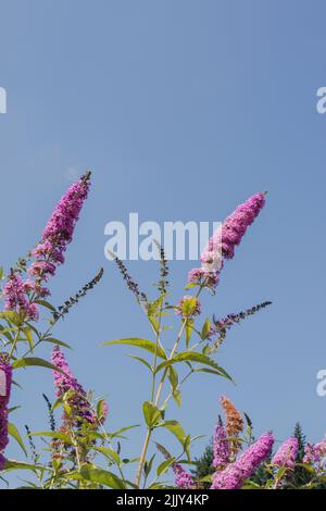 Buddleja davidii, summer lilac, butterfly-bush, or orange eye in the Pacific Northwest Washington State Stock Photo