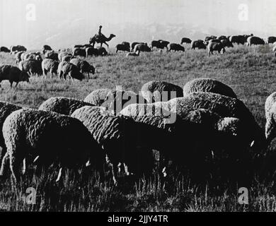 Soviet Kazakhstan -- A Flock of Sheep Pasturing in the Dzhambul District. More than 15 million head of cattle now graze on the rich pasture lands of Kazakhstan. The collective farms have set up over 23,000 livestock breeding ranches. Livestock breeding is an age-old occupation of Kazakh farners, and their fertile grazing grounds together with scientific developments in what the Russians call 'zootechnics' ensures a prosperous future to this branch of Kazakh economy. March 04, 1948. (Photo by Pictorial Press). Stock Photo