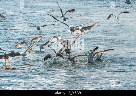Seagulls fighting over food at sea. Stock Photo