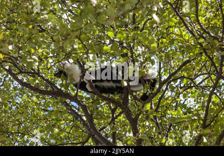 Black and white cat high up in a birch tree. Stock Photo