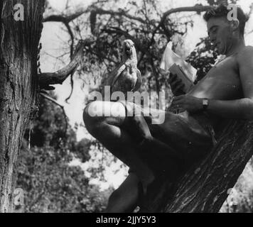 Perched in a tree, with his pet Cockatoo near by, this member of Darwin's front line troops ardly reads his home. January 5, 1942. Stock Photo