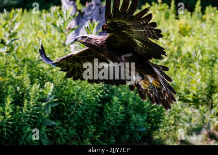 A Golden Eagle (Aquila chrysaetos) flying through the air.  Stock Photo