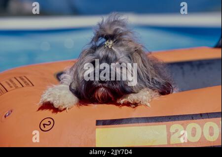 Havanese In pool float Stock Photo