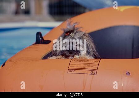 Havanese In pool float Stock Photo