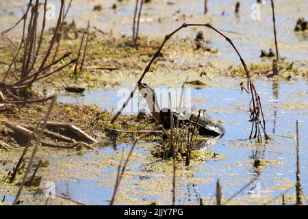 Blanding's Turtles, endangered species in swamp near Point Pelee, Ontario Stock Photo