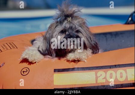 Havanese In pool float Stock Photo