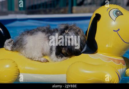 Havanese In pool float Stock Photo