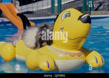 Havanese In pool float Stock Photo