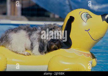 Havanese In pool float Stock Photo