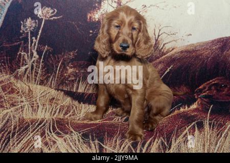 Irish Setter puppy on blanket Stock Photo