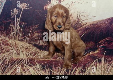 Irish Setter puppy on blanket Stock Photo