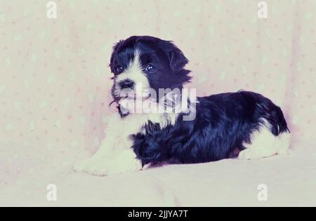 Havanese puppy on blanket Stock Photo