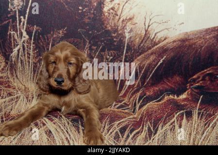 Irish Setter puppy on blanket Stock Photo