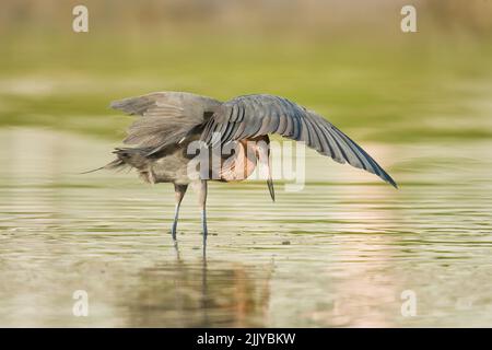 Reddish Egret (Egretta rufescens) using wings to confuse fish Stock Photo