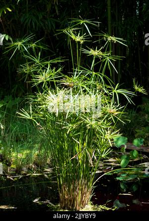 Aquatic Umbrella Plant, Cyperus alternifolius, growing in a pool of water. Photographed in bright sunshine in Chaumont, Loire Valley, France. Stock Photo