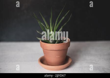 Haworthia zebra plan in terracotta pot on dark and concrete background Stock Photo