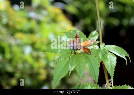 Rostfarbiger Dickkopffalter (Ochlodes sylvanus, Syn. Augiades sylvanus) im naturnahen Garten Stock Photo