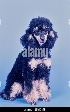 Toy Poodle on blue grey background Stock Photo