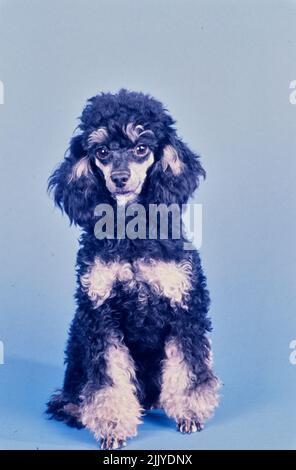 Toy Poodle on blue grey background Stock Photo