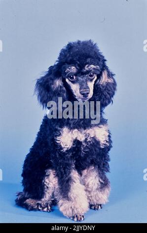 Toy Poodle on blue grey background Stock Photo