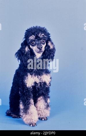 Toy Poodle on blue grey background Stock Photo