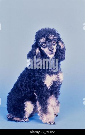 Toy Poodle on blue grey background Stock Photo