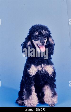 Toy Poodle on blue grey background Stock Photo