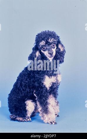 Toy Poodle on blue grey background Stock Photo