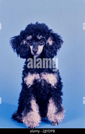 Toy Poodle on blue grey background Stock Photo