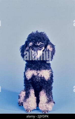 Toy Poodle on blue grey background Stock Photo