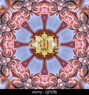 An alien looking flower created by applying fractal mirroring to a photo of an Echeveria Rosea flower. Stock Photo