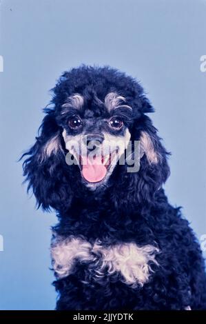 Toy Poodle on blue grey background Stock Photo