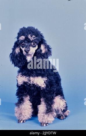 Toy Poodle on blue grey background Stock Photo